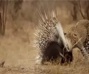 شاهکار حیات وحش؛ پلنگ احمق قربانی خار جوجه تیغی شد