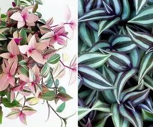 راهنمای نگهداری از گیاه برگ بیدی / شرایط لازم برای رشد و طراوت + رازهای گلدهی و تکثیر