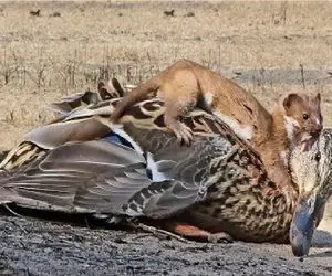 مستند حیات وحش؛ راسوی شکارچی قاتل ادرک همسایه اس
