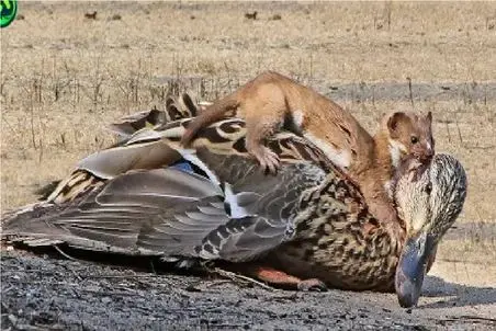 مستند حیات وحش؛ راسوی شکارچی قاتل ادرک همسایه اس