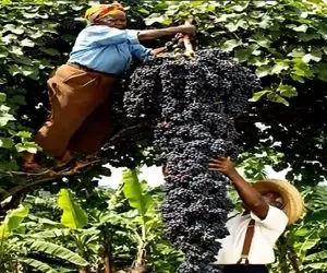 کشاورزی نوین؛ انگور پرورش دادن عادیش باید رو صدتا شاخه عمل میومد ولی همش یه خوشه شده