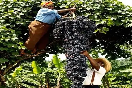 کشاورزی نوین؛ انگور پرورش دادن عادیش باید رو صدتا شاخه عمل میومد ولی همش یه خوشه شده