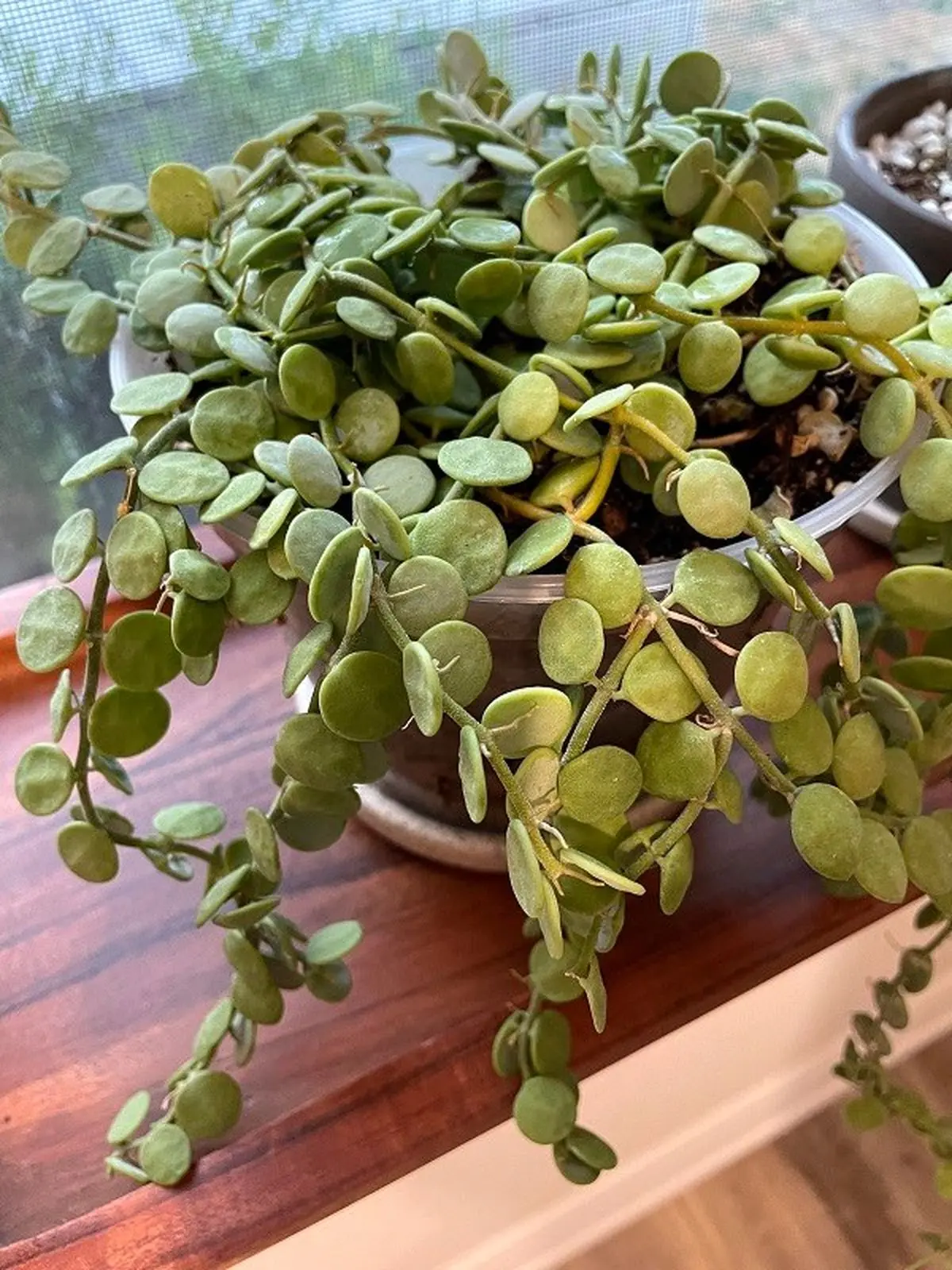 dischidia-nummularia-v0-7t2sddu84xnb1