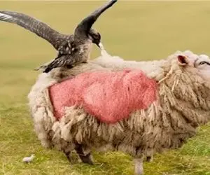 حیات وحش بی رحم؛ گنجشک به اون ریزگی گوسفند بی پشم کرد که خودش لونه بداره