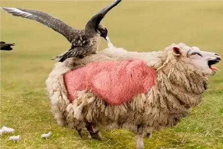 حیات وحش بی رحم؛ گنجشک به اون ریزگی گوسفند بی پشم کرد که خودش لونه بداره