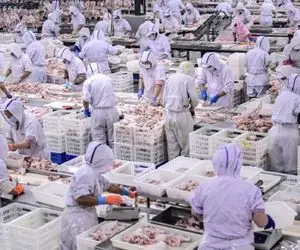 فرآوری الاغ؛ اسرار پردازش گوشت خر در یک کارخانه مدرن و پیشرفته با سودآوری ویژه