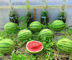 محصولات کشاورزی نوین؛ تو حیاط خونه و رو هوا نه خاک هندوانه کاشتن هر کدوم اندازه تایر 