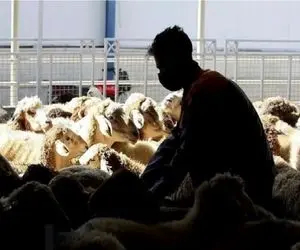 قیمت دام زنده امروز 16 بهمن 1404 + جدول