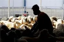 قیمت دام زنده امروز 16 بهمن 1404 + جدول