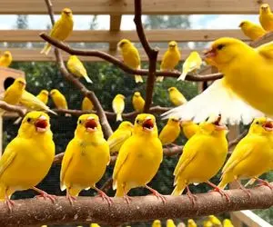 مزرعه فرآوری حیات وحش/تو مزرعه قناری از بدو تولد که از سر از تخم بیرون میارن