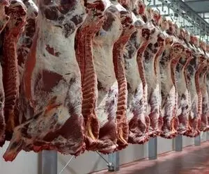 (جدول) قیمت دام زنده امروز ۳ مهر ۱۴۰۳ اعلام شد/ بالاترین نرخ مربوط به کجاست؟ 