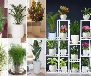 گیاهان آپارتمانی مقاوم و خوشگل / اینا نور و آب نمیخوان با قیافه شیکشونم خونت آس میشه