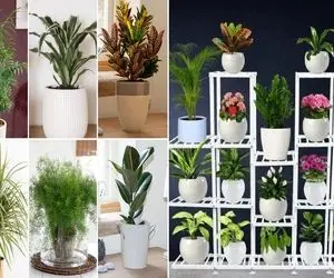 گیاهان آپارتمانی مقاوم و خوشگل / اینا نور و آب نمیخوان با قیافه شیکشونم خونت آس میشه