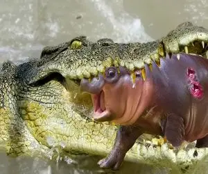 از جذابیت‌های حیات وحش؛ تمساح جنین اسب آبیو به غارت میبره گله کرگدنا تیکه پارش میکنن