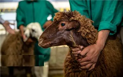 قیمت دام زنده امروز ۲ مهر 1404 + جدول