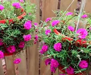 ایده های خلاقانه؛ تو سبد حموم که سوراخ سوراخ گل کاشته آویزون تراس کرده