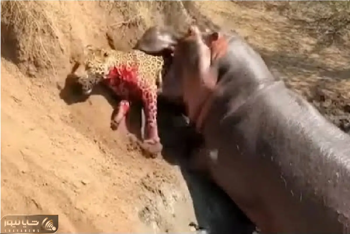 مستند حیات وحش؛ اسب آبی وحشی پلنگ لای دندوناش فشار داد جونش بزنه بیرون