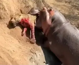 مستند حیات وحش؛ اسب آبی وحشی پلنگ لای دندوناش فشار داد جونش بزنه بیرون