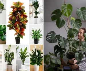 چطور با گیاهانمون صحبت کنیم؛ حرف باد هوا نیس با قدرت این کلمات منتظر رشد بیشترشون باش