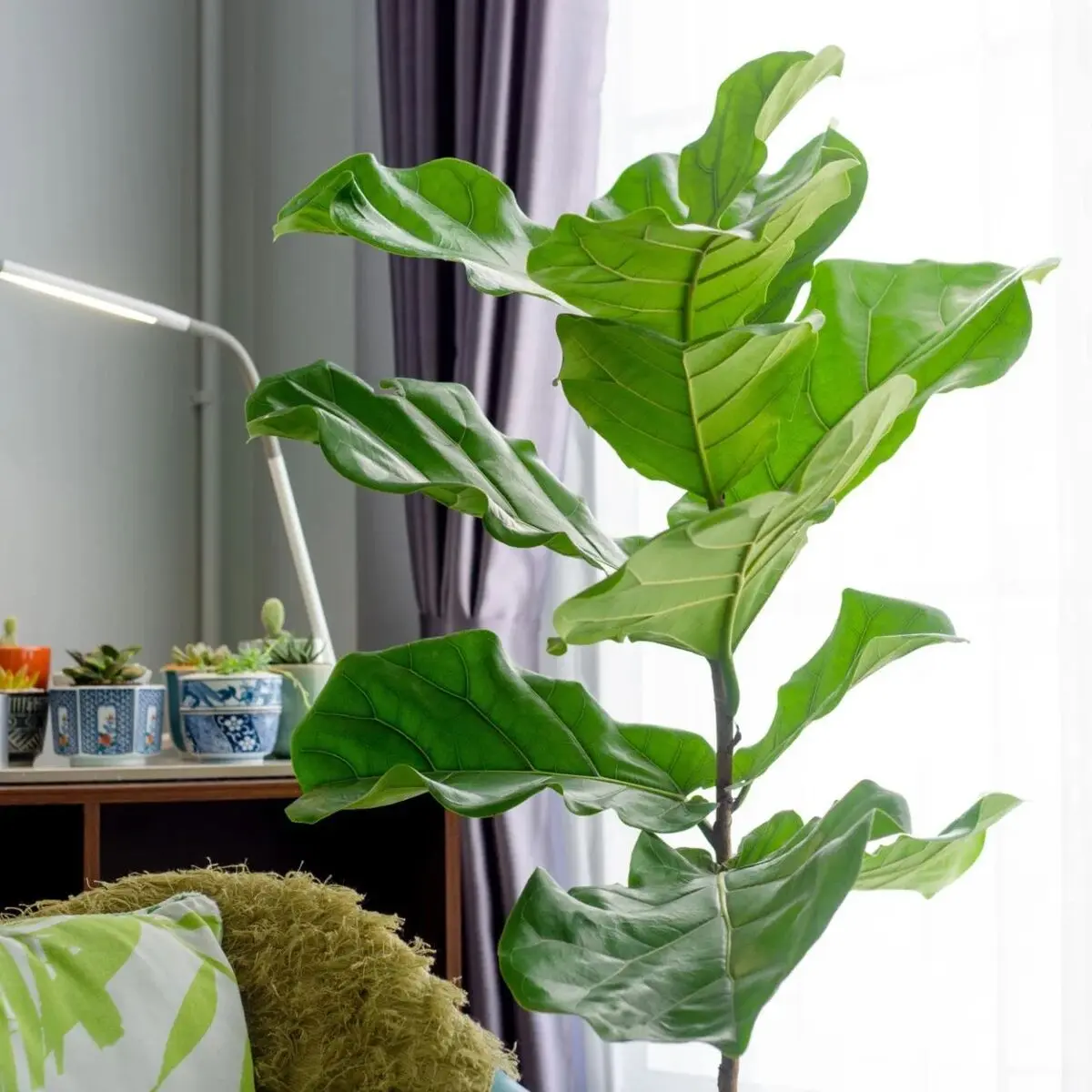 ficus-lyrata-5