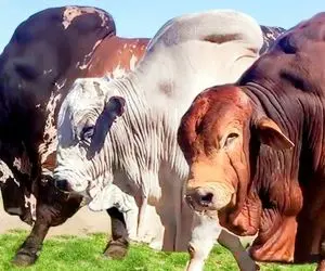 حیوانات غول جثه؛ ببینید بزرگ ترین و غول پیکر ترین گاوهای نر تو کل دنیا