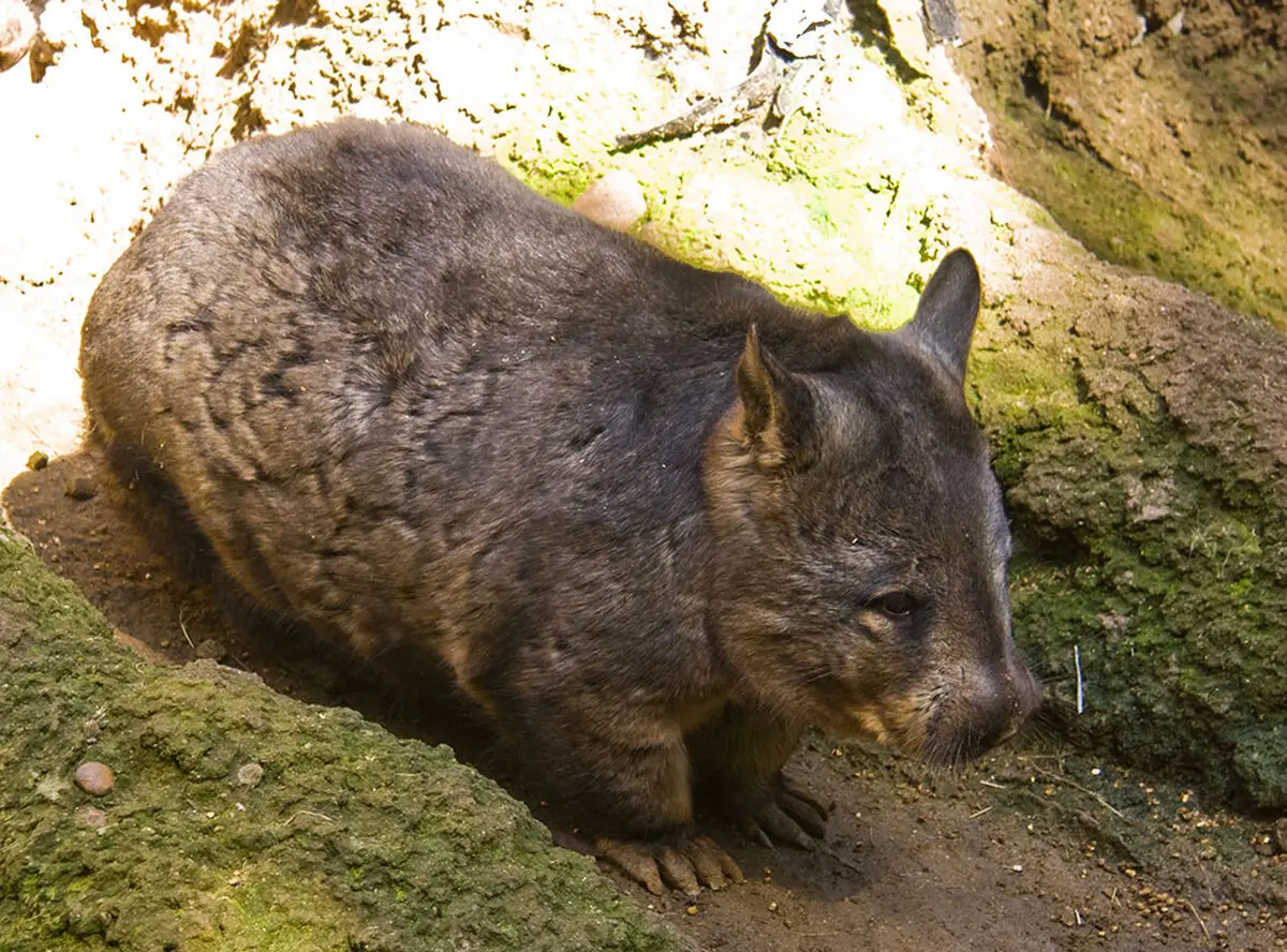wombat