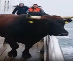 معماری طبیعت؛ گاو دریا دید خرذوق شد ولی کاش نمیشد