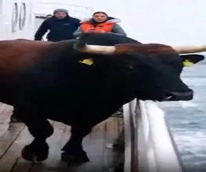 معماری طبیعت؛ گاو دریا دید خرذوق شد ولی کاش نمیشد