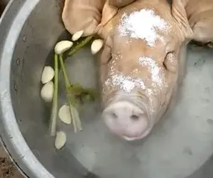 کله پاچه؛ کله بدبخت خوک رو چیده اونجا بدبدی مسواکش میزنه با نوشابه میپزه این دیگه چیه