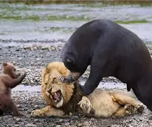 جذابیت حیات وحش / نبرد خصمانه شیر شریر و خرس برای صیانت از فرزند
