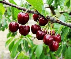 هر کیلو گیلاس ۳۳ هزار تومان