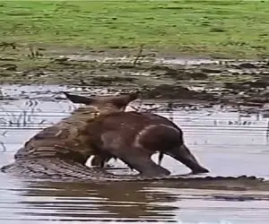 مستند حیات وحش؛ کروکودیل نجات دهنده ناروی بدی از گوزن خورد