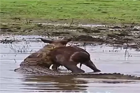 مستند حیات وحش؛ کروکودیل نجات دهنده ناروی بدی از گوزن خورد