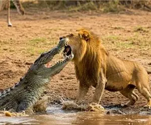 مستند حیات وحش/ وقتی شیر و تمساح برای حفظ طعمه روی برکه به مبارزه میروند