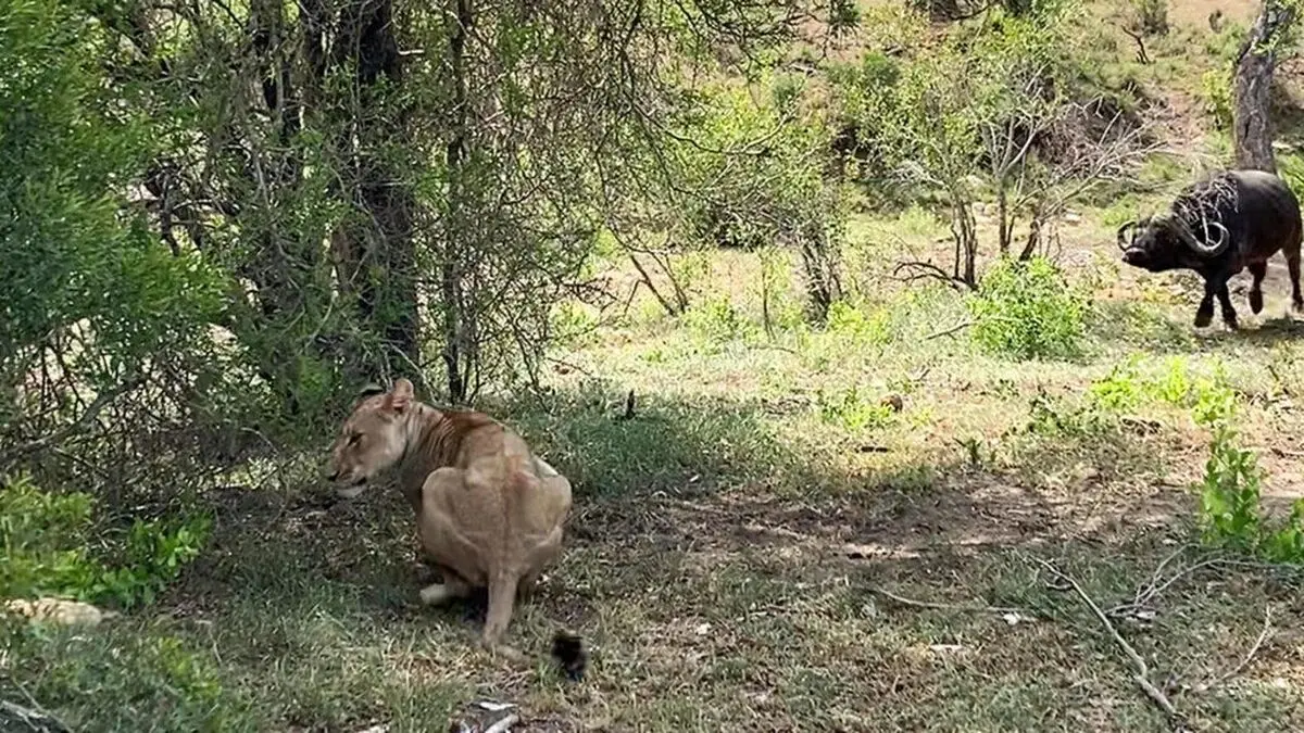 Clever-Lioness-Outsmarts-A-Buffalo-7-1024x576-ezgif.com-webp-to-jpg-converter