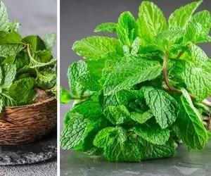 طریقه کاشت نعناع در گلدان؛ درسته که چله زمستونه اما بهت میگم چجوری تو گلدون بکاریش