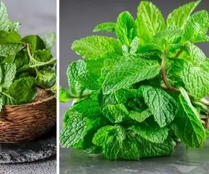 طریقه کاشت نعناع در گلدان؛ درسته که چله زمستونه اما بهت میگم چجوری تو گلدون بکاریش