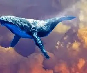 نهنگ‌ها چه ارزهایی خریدند؟
