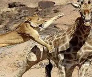 مستند حیات وحش؛ شیر زرافه چندین متری میکشه به خاک