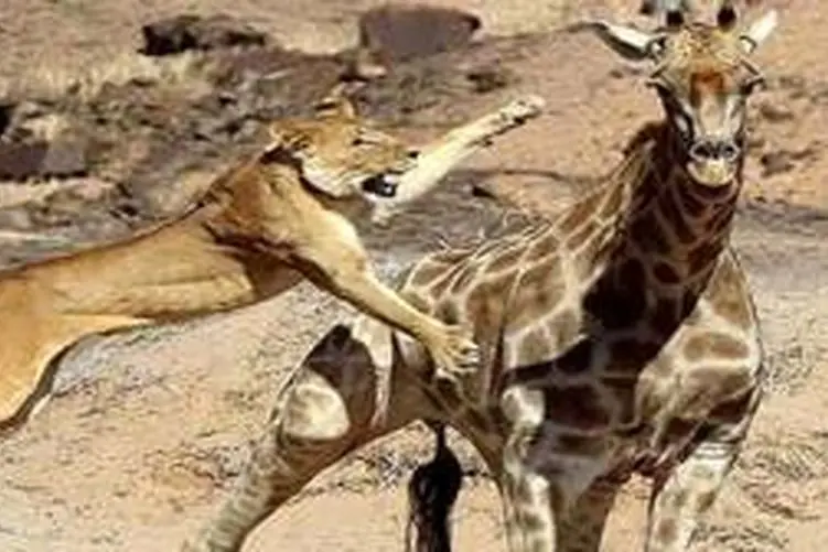 مستند حیات وحش؛ شیر زرافه چندین متری میکشه به خاک