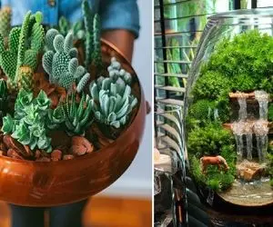 دیش گاردن با گیاهان آپارتمانی / یه باغچه مینیماتوری با ساکولنت و گل میشه کادویی جذاب