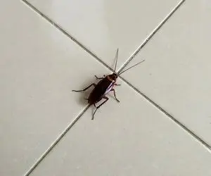 از بین بردن سوسک پشت قرنیز قدیمی که تخم گذاری کردن؛ دیگه قیافه اون شاخکای زشتو نبین