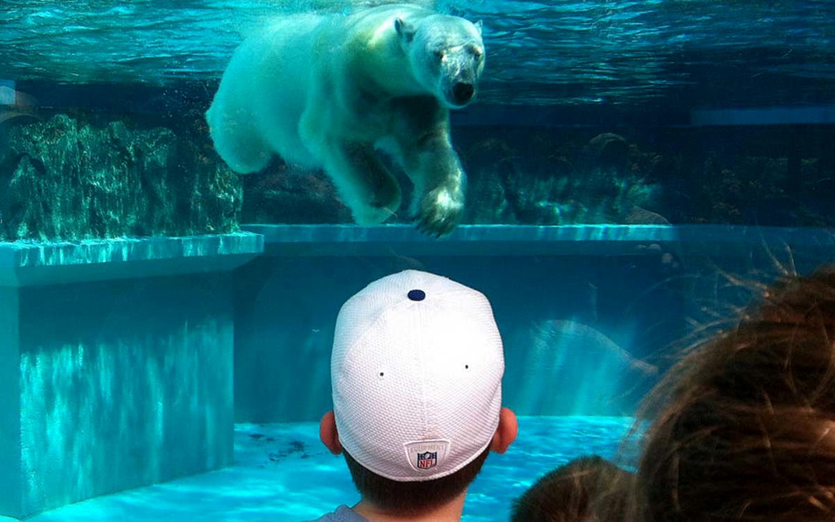 eye-to-eye-a-polar-bear-and-a-boy-at-the-lincoln-park-zoo-square-david-canfield