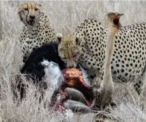 قلمرو حیوانات؛ شترمرغ برای حراست از جوجه هاش فدا شد