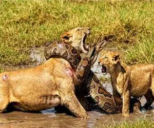 حیات وحش مصنوعی؛ توله جسور برای نجات جان مادرش از چنگال پیتون غول کمک آورد