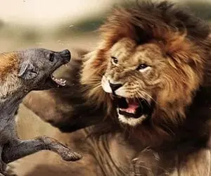 صحنه دهشتناک؛ شیرهای بی رحم و کفتارهای وحشی به جون هم افتادن همدیگه رو تیکه تیکه کردن