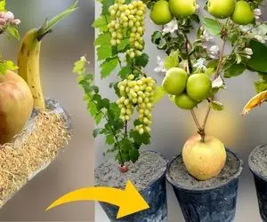 چگونه می توان درخت موز را از موز انگور و سیب را هم از خود میوه شان کاشت؟