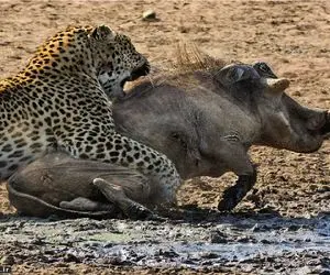 بر مدار وحش؛ پلنگ دوخم گراز گرفته فیلتیه پیچ کنه ببلعه