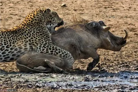 بر مدار وحش؛ پلنگ دوخم گراز گرفته فیلتیه پیچ کنه ببلعه