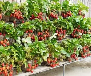 ایده های خلاقانه؛ توت فرنگی رو تو بطری پلاستیکی آب معدنی بکار خروار خروار محصول میده